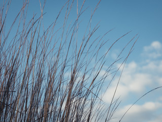 Winter Scene