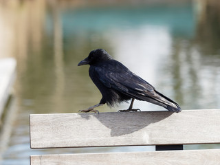 Corneille noire (Corvus corone)
