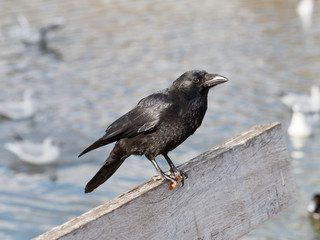 Corneille noire (Corvus corone)