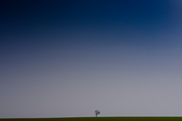 Fototapeta na wymiar green field with tree in blue sky. spring landscape, minimal landscape