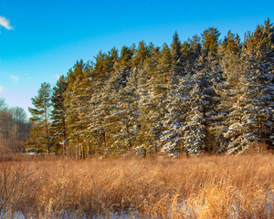snow dusted pine trees in a meadow of brown grass under blue sky