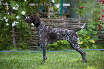 German shorthaired pointer Hunter dog