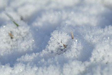 Eis und Schnee auf den Grashalmen einer Wiese im Winter bei Fros