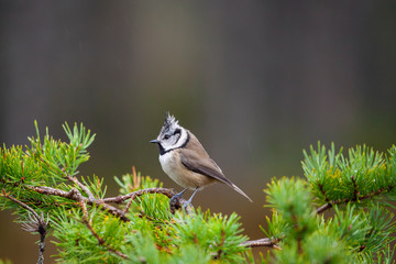 Crested tit, Lophophanes cristatus  on the branch