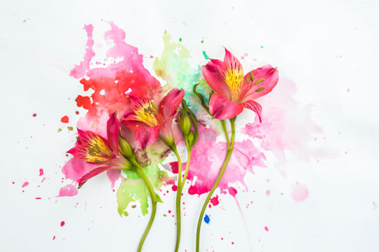 Pink flowers on watercolor background