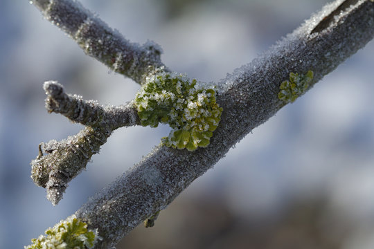 Ausgabel mit Moos und Eis an einem kalten Wintertag