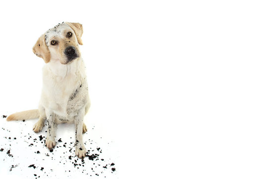 DIRTY DOG. FUNNY MUDDY LABRADOR RETRIEVER TILTING HEAD SIDE AFTER PLAY IN A MUD PUDDLE. ISOLATED STUDIO SHOT AGAINST WHITE BACKGROUND.