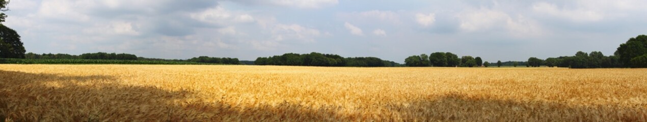 yellow corn field in autumn panorama