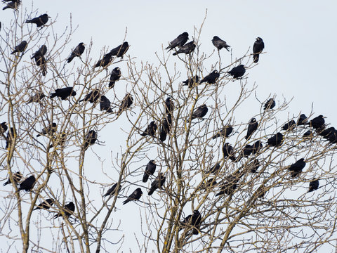 Corvus frugilegus - Colonie de corbeaux freux perch&eacute;s sur de haut arbres en hivers