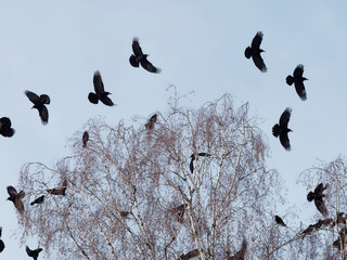 Corvus frugilegus - Colonie de corbeaux freux perchés sur de haut arbres en hivers © Marc
