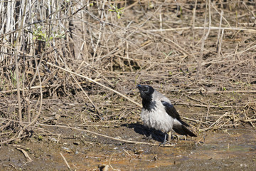 Portrait of a Crow at bog.