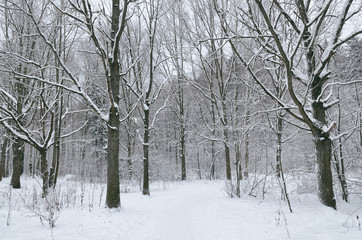 Snowy winter in the forest.