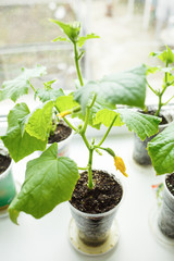 cucumbers growing on the windowsill, home greenhouse