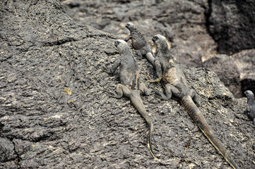 Three Iguanas