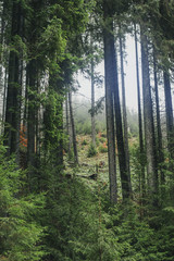 trees in the misty forest