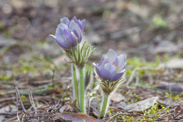 Purple flower close up, Pulsatilla patens,  Easter pasqueflower, prairie crocus, and cutleaf anemone in spring forest, selective focus