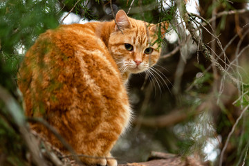 Portrait of red cat