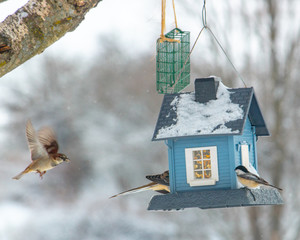 sparrow and chickadee landing on bird feeder in winter
