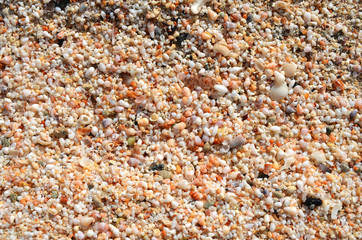 Sea shells background