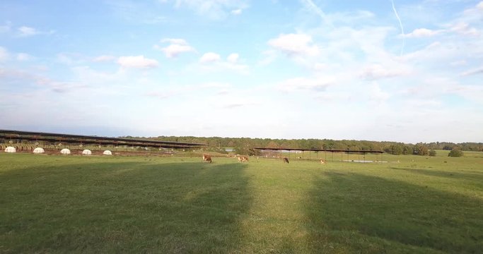 Jersey dairy cows grazing in a green field