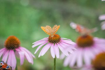 Butterfly mother-of-pearl large forest (Argynnis paphia) on Echinacea flower