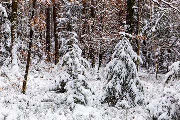 Winter forest. Forest in the snow.