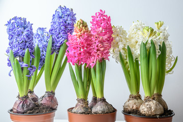 Pastel Blue, Pink and White Hyacinth or Hyacinthus flowers in full bloom on a light grey background with soft focus