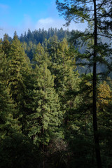 Obraz premium Redwood trees forest with green fresh grass in foreground 