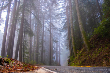 Highway through misty redwood forest and morning light