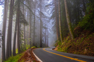 Naklejka premium Highway through misty redwood forest and morning light