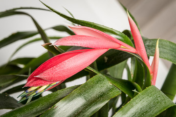 Red flower bud and green leafs of an exotic Billbergia plant 
