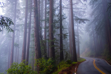 Highway through misty redwood forest and morning light