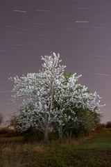 Star trail shot of a cherry tree in full blossom.