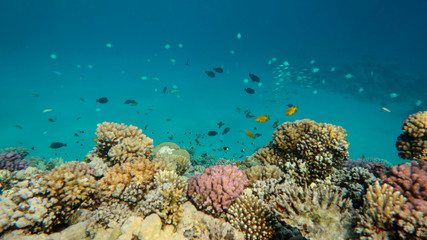 Coral Reef Life Scene, Red Sea