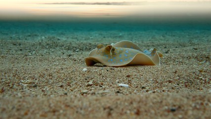 Fototapeta na wymiar Beautiful Stingray on the sea sandy bottom
