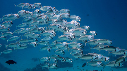 Fototapeta na wymiar Underwater photo of a Mackerel shoal with open mouths