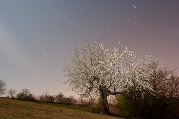 Star trail shot of a cherry tree in full blossom.