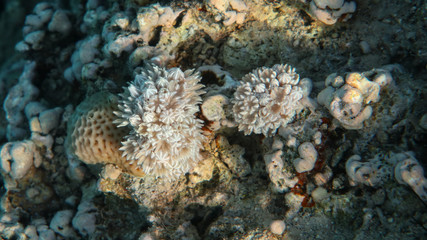  Pulse Coral - Xenia (Octocoral)