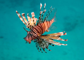 Lionfish - Pterois volitans