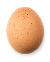 Single brown chicken egg