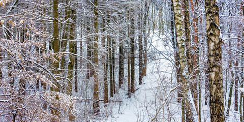 Winter Landscape: snow-covered trees in the forest_