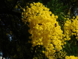 Mimosa or Acacia dealbata yellow flowers, and honey bees, or apis mellifera
