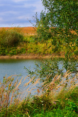 On the shore of the forest lake