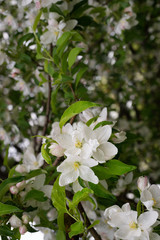 Delicate flowers of the apple tree