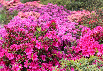 Rhododendron in full bloom with bright pink, coral and magenta flowers. Blooming azalea bushes with plenty of buds and flowers in spring park.