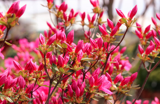 Close up photo of pink azalea bush with plenty of buds and flowers in the garden. Blooming tree at spring summer day in park.