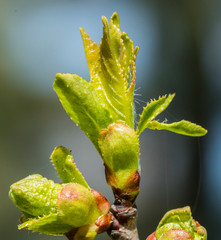 Detailed macro photo of tree buds with young leaves on them, all against a blury background
