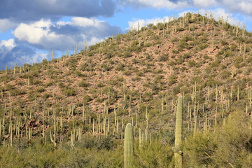 Fototapeta na wymiar Saguaro National Park in Tucson city, Arizona