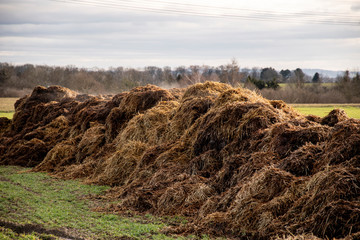 steaming dung heap on a meadow