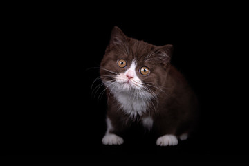 BKH und BLH Kitten auf schwarzem Hintergrund - edel